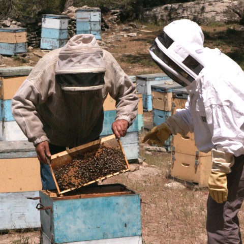 Flavors of Longevity – Ikaria