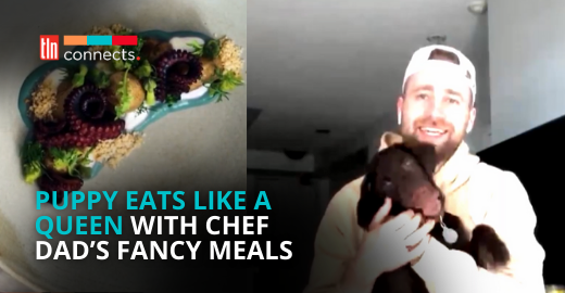 Toronto Chef Gets Millions of Views on TikTok for Puppy-Friendly Fine Dining